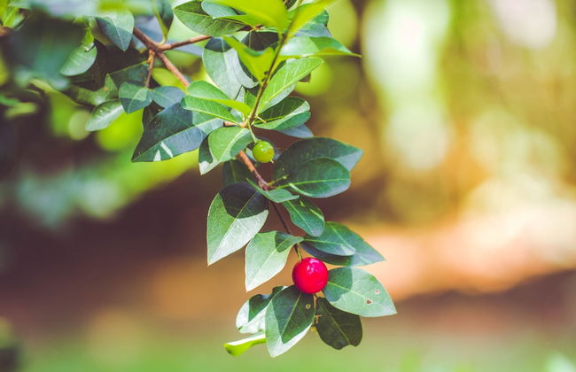 Villa Shade - Photo 72