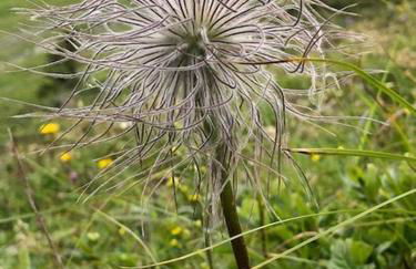 Bergkristall - Freie Fahrt Allgäuer Hörnerbahnen im Sommer - Foto 16