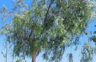 Casa Palombara - Healiday in Torre Salsa - Foto 77