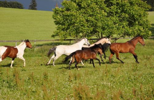 Landhüsli Illmensee - Foto 24