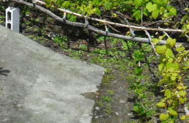 Adega Ilhéu - Photo 33