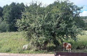Kaszuby Punkt Klonowo Przywidz sauna klima basen - Foto 63