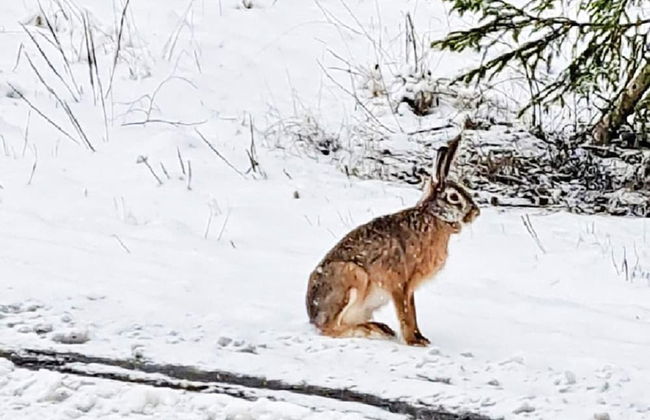 4 Person Holiday Home in Karlskoga-by Traum - Foto 12