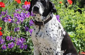 Höra‘s Apartments Hammerbergblick - Foto 17