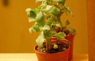 Tesino Appartamenti - Foto 9