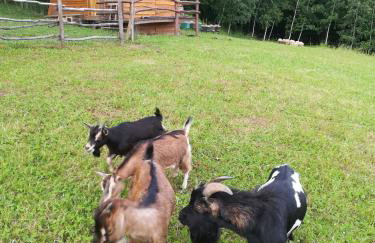 Grebengradska Medna Hiža - Foto 57