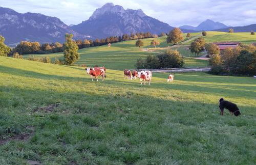 Bio-Ferienhof Köpf - Foto 22