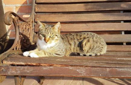 Müllers Hof Ferienwohnung/Pension - Foto 12