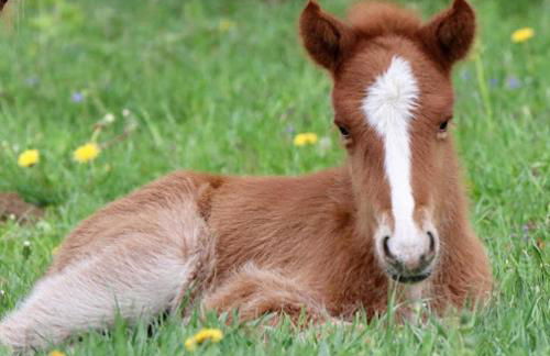 Ferienwohnung zum Eiling - Foto 30