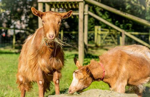 Experience the Peace & Quiet in the North York Moors at Rawcliffe House Farm - Foto 21