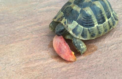 Vaya Apartments & Studios - Foto 24