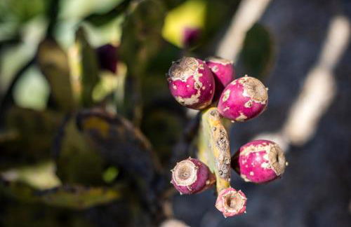 Villa Agave - Foto 32