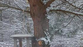 sosnowelowe - Foto 4