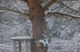 sosnowelowe - Foto 4