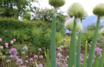 Hollweck´s Landoase - Foto 64