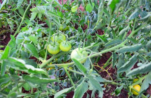 Anna's Stone House - Foto 49