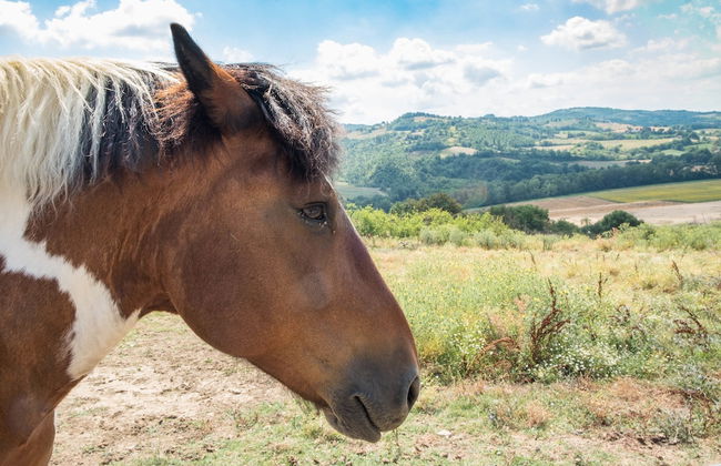Agriturismo Goccia di Luna - Foto 64