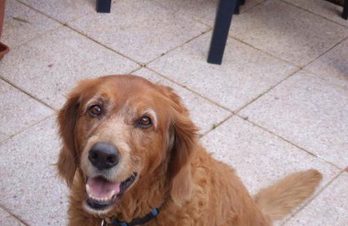 Ferienwohnung Rheintal - Foto 23