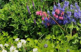 L'Aristoloche - Foto 20