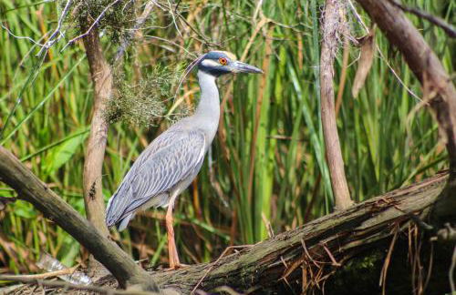 Charming 1940s Daybook Cottage on the Florida Hidden Coast - Foto 34