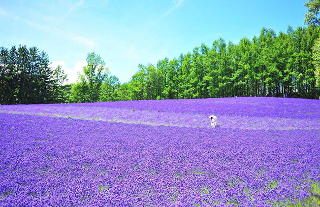 Escursione ai campi fioriti di Hokkaido e allo stagno Blu - Foto 7