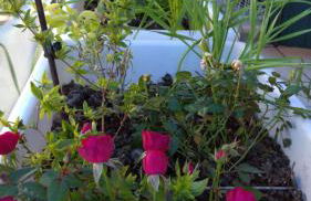 Delle Rose apartment - Foto 26