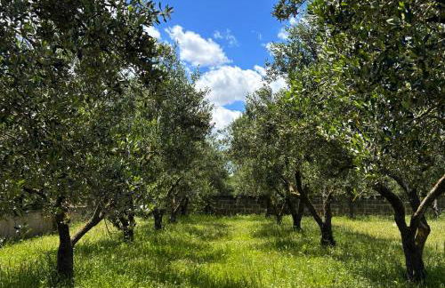 Terrarossa - Foto 24