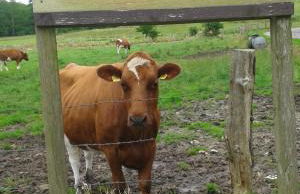 FeWo am Pohlsee - Foto 10