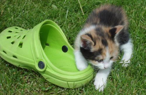 Faltnerhof - Foto 43