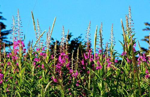 Rustic Room Rental in a Lodge for a Fishing Vacation on Kodiak Island, Alaska - Foto 7