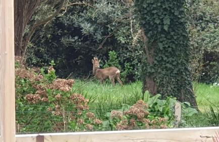 Les meloines - Foto 42