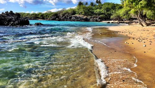 Sea Turtle Life - Foto 5