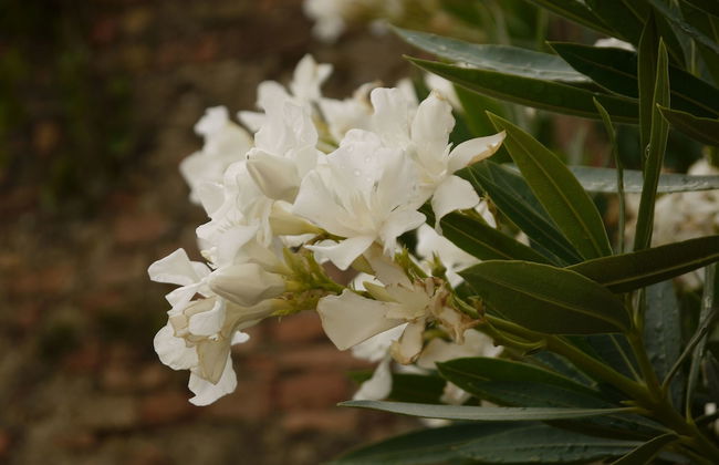 Agriturismo la Prodaia - Foto 58