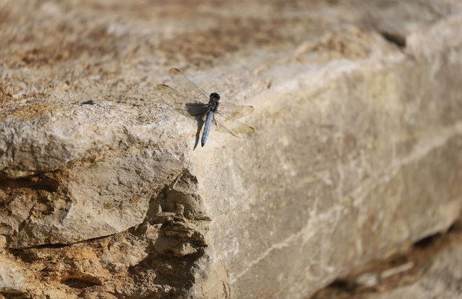 Orion Tree houses - Foto 43