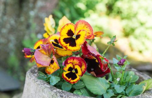 Ballat Smithy Cottage - Foto 24