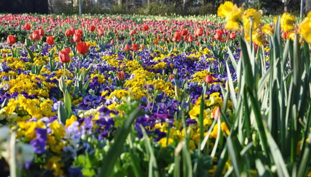 Tour del Floriade, el festival floral de Canberra - Foto 5, ¡Color hasta donde alcanza la vista!