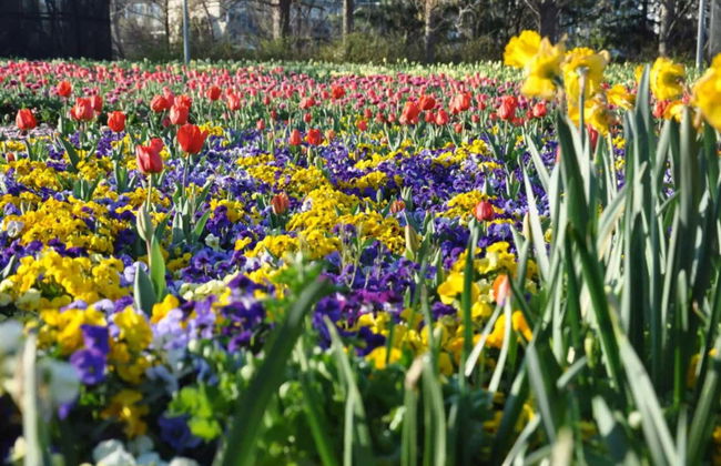 Tour del Floriade, el festival floral de Canberra - Foto 7