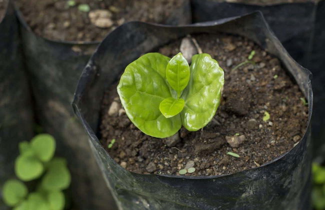 Tour del café y el chocolate - Foto 2