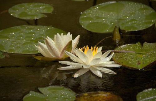 Giannakis' Filoxenia - Foto 35