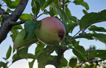 Stancija LotteGaly - GREEN holiday - Foto 45