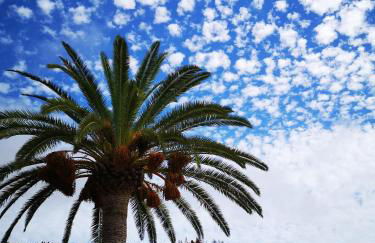 Pino Redondo - Foto 43