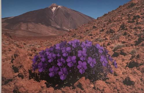 Violeta del Teide - Foto 29
