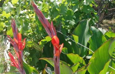 Villa Padulina au bord de la mer avec piscine - Foto 45
