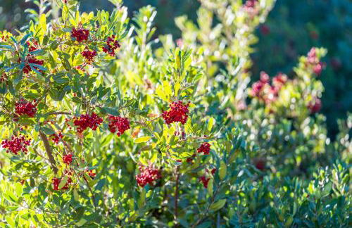 Lupine Landing - Foto 45