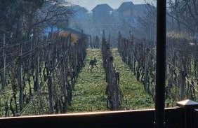 Kuća u prirodi, wellness oaza Kalimera - Foto 50