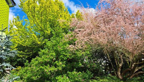 "Zur Alten Schusterei" 98597 Breitungen an der Werra - Foto 5, Garden