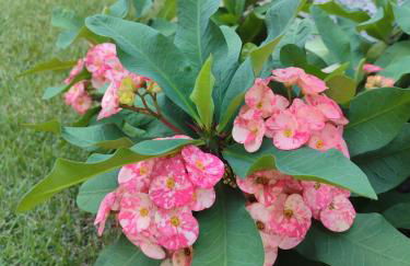 Casabeijaflorpontal - Foto 27