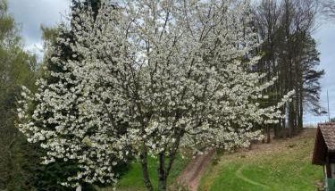 Haus Edith - Foto 3, Garden view