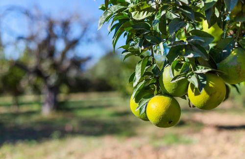 Villa Son Allarga - Foto 23