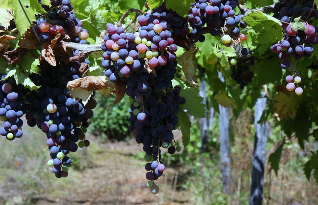 Villa Cheti - Foto 25